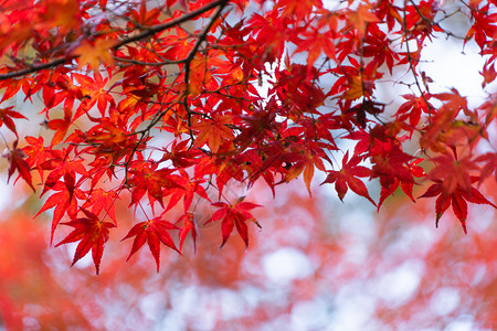 日本 枫叶红树叶或落和树枝在京都关西日本的树自然景观背背景