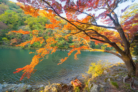 在京都关西青山河附近的多彩秋季节红树叶或落日本有蓝天空的树木自然景观背图片