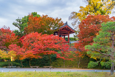 ByodoinTemple塔和湖有红色的叶或秋季落多彩树木京都日本自然和建筑景观背图片