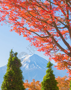 富士山上有红色的木叶或秋天多彩的季在亚马纳西藤川口子附近五个湖泊日本有蓝天的树木自然景观背图片