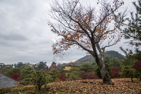 京都日本金殿木九寺秋花树高清图片