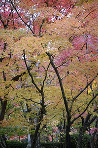 日本京都EikandoZenrinji花园的多彩落叶柔道佛教寺庙可追溯到第853年图片