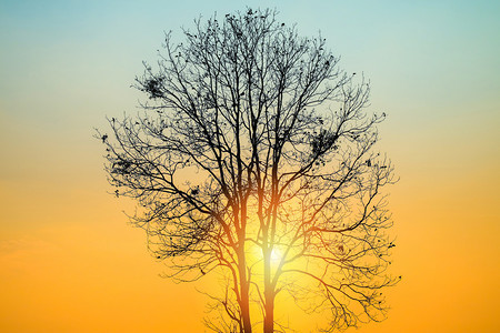美丽的日出或落树枝在树的概念中站在太阳的前方图片