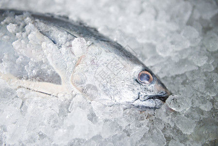 冰背景的生鱼海鲜长尾金鱼东部小市场上的新鲜鱼图片