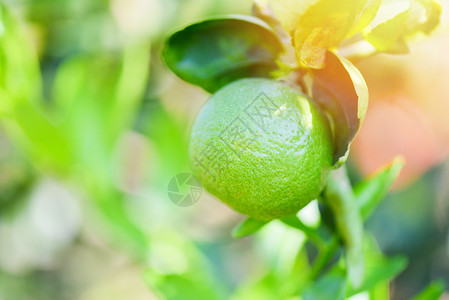 绿色植物橘子树夏季自然绿色模糊背景的花园农场业树上绿色石灰夏季新鲜柑橘水果树上绿色石灰夏季背景的自然农业中高维生素C背景