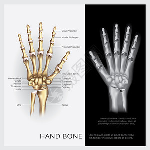 手动骨矢量插图图片