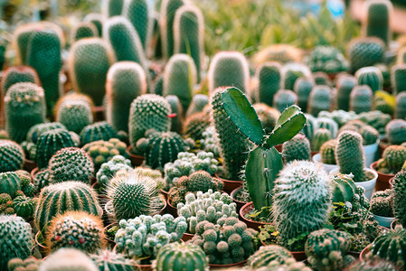 仙人掌植物图片