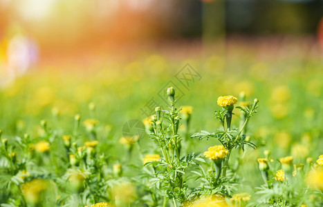 夏季黄色花园中的朵自然田概念图片