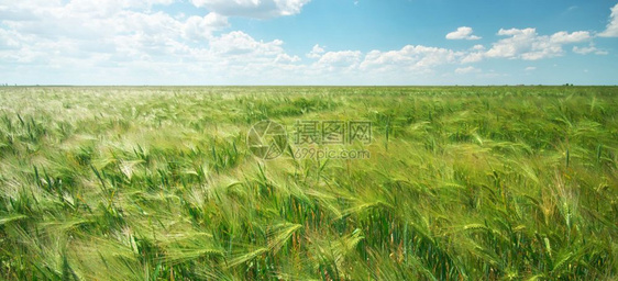 白天小麦草地自然成分图片