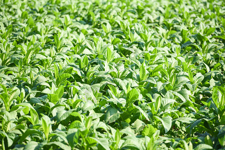 烟草种植场背景亚尼安农业种植的烟草叶场图片