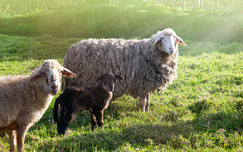 草原上的天然羊群户外耕种图片