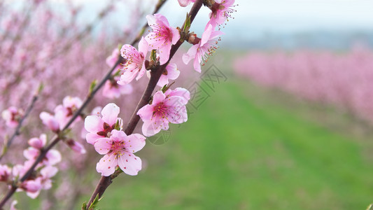 树上的果园春紫花大自然的成分粉红色高清图片素材