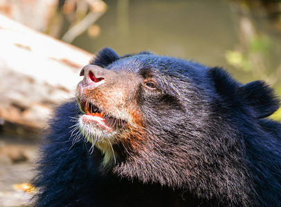 黑熊和胸前五型是白羊毛关闭亚洲黑熊或在夏天放松图片