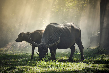 野外乡村水牛动物哺乳放牧牛在泰河的黑亚述水牛背景图片