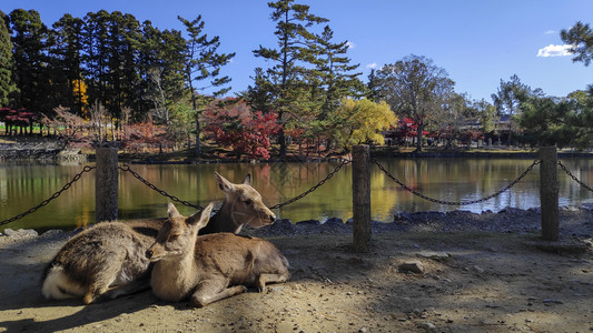 日本鹿在秋季以红木叶树为背景栖息在纳拉公园NaraPark图片