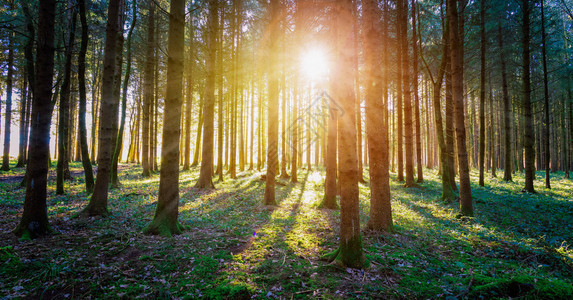 林地的日落和太阳光绿草树干和光明图片