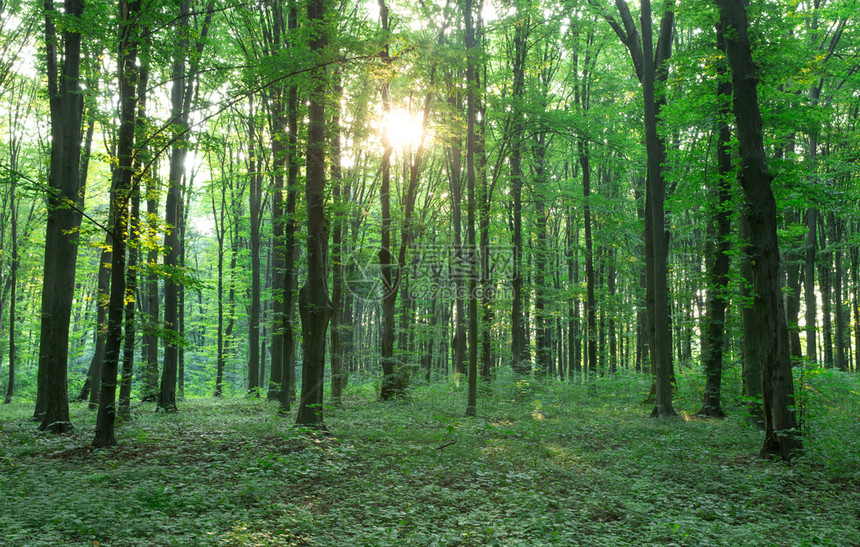 绿色林树天然木阳光背景图片