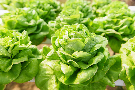 温室有机蔬菜水养系统在花园种植的绿色生菜沙拉图片