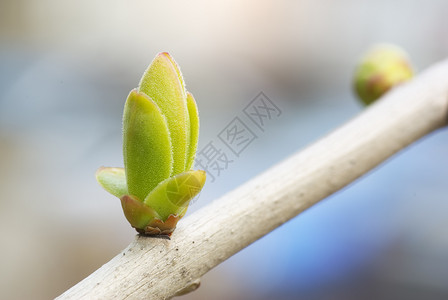 树枝上的春芽图片