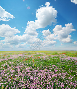 草原上的春花美丽风景图片