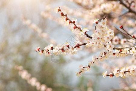 杏树的春花自然构成图片