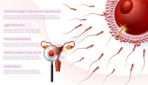 在体外受精阶段医学导师通过放大镜近距离观察女蜂窝刺激鸡蛋Emplyo开发转移至异地植入IVF病媒现实说明图片