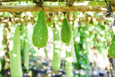 印度蔬菜长的冬瓜瓶卡拉巴什或挂在花园藤树上图片