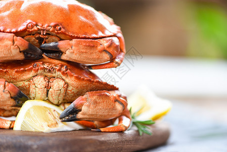 蟹肉煮蒸汽或用草药和香料煮在餐饮背景新鲜海石蟹的木板上用柠檬迷迭香图片