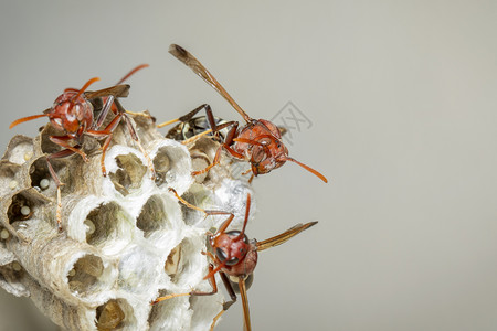 共同文件WaspRopalidiafasciaata和关于自然背景的黄蜂巢图像图片