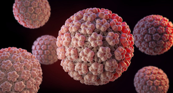人类瘤病毒(HPV)是瘤病毒家族的DNA病毒。图片