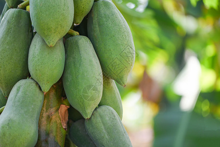 种植绿木瓜果实的挂在花园农场业木瓜树上用于烹饪亚洲食品中流行的木瓜沙拉图片