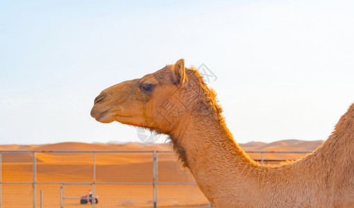 夏季沙野中阿拉伯骆驼或热带动物群在迪拜市阿拉伯联合酋长国或阿野生动物哺乳中蓝天空背景图片