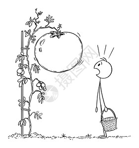 矢量卡通插图描绘男人或农民用篮子对在花园或农场的植物上种大番茄或感到惊讶矢量卡通说明人或农民用篮子吃驚于巨人或大番茄蔬菜种植于花图片
