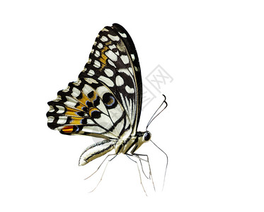 以白色背景隔离的石灰蝴蝶Papiliodemoleus图像图片