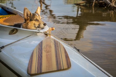 在科罗拉多湖上一只甲板远足独木舟中的可爱狗与宠物概念一起娱乐图片