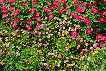 美丽的花床天然卉背景图片
