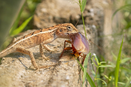 变色龙在自然背景上吃蟑螂的影像图片