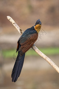 Cuckoo鸟Coodatorcoromandus关于自然背景的树枝图片
