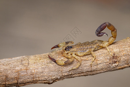 棕色干树枝上的蝎子昆虫动物图片