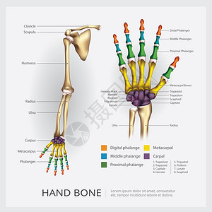 和手动骨矢量插图图片