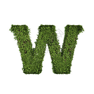 长春藤种植叶子绿色爬行树丛和形成字母W的葡萄藤英文字母体符与白色自然生长和态环境概念隔离图片
