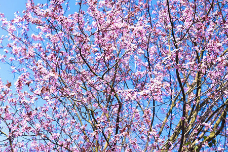 春天背景蓝色空的花朵树图片