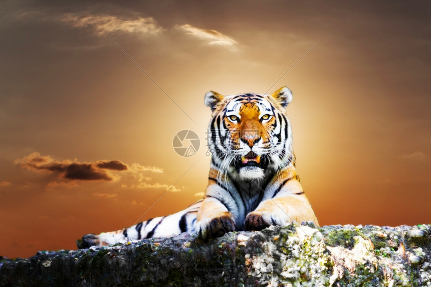 老虎在岩石上画像天空美丽图片