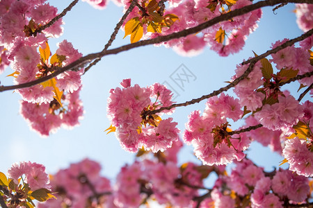 粉红色开花樱的近图片复制空间图片