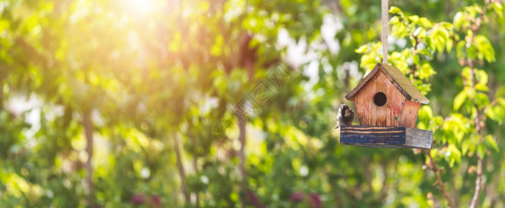 同屏器在自己的花园里挂着多彩的木鸟屋夏天宽屏背景