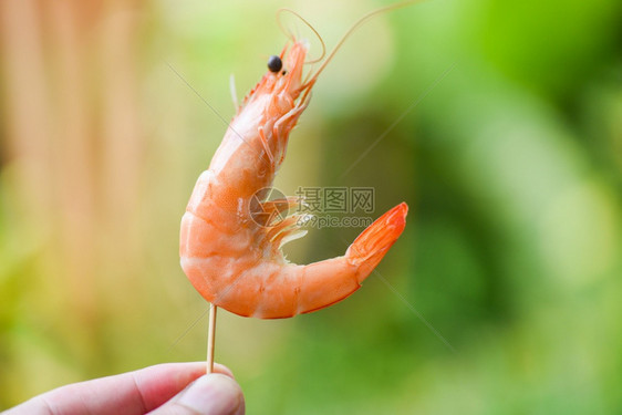 手头上的虾片和自然背景海产食品储存虾图片