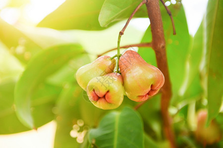 泰国果园的玫瑰苹水夏天挂在树上玫瑰苹果图片