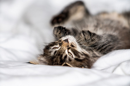 睡在毯子上的小可爱猫图片