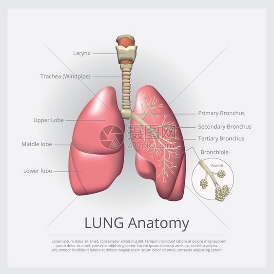带详细矢量说明的肺图片