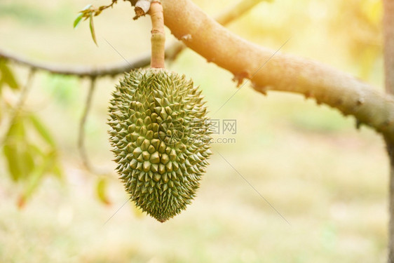 在花园的夏天Durian树和有果的durian果子图片